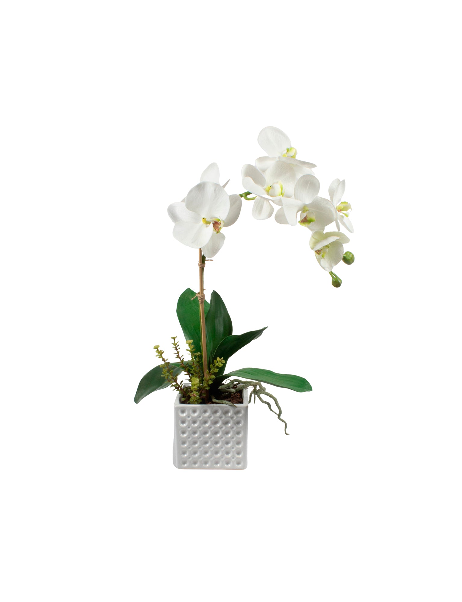 ORQ. PHALAENOPSIS X1 BR EM CER, 52 CM Cod: A6806