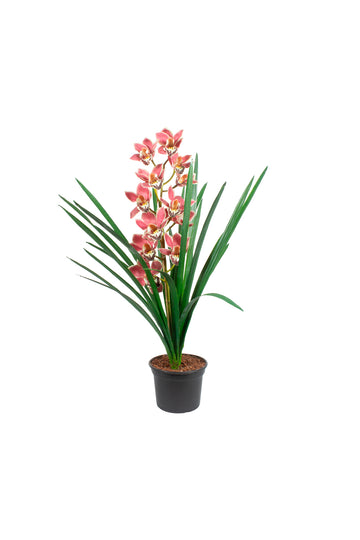 ORQ. CYMBIDIUM VM EM POTE 90CM Cod: A6834