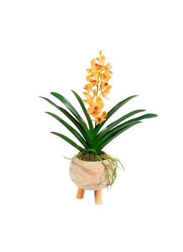 ORQ. VANDA LA CACHEPOT MADEIRA 60CM Cod: A6838