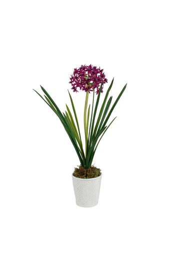 ALLIUM FUCSIA EM CER BCA 45CM Cod: A6858