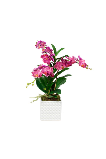 ORQ. PHALAENOPSIS FU X3 EM CERÂMICA, 50CM Cod: A6870FU