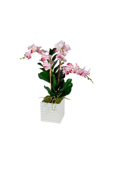 ORQ. PHALAENOPSIS RO X3 EM CERÂMICA 50CM Cod: A6870LS