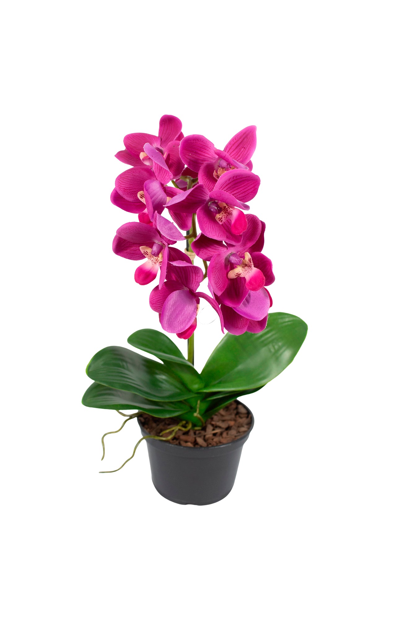 ORQ. PHALAENOPSIS FU EM VPP 35CM Cod: A6887