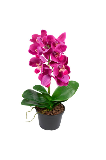 ORQ. PHALAENOPSIS FU EM VPP 35CM Cod: A6887