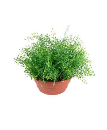 AVENCAS NO POTE VPP, 35CM Cod: A6904VPP