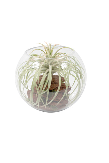 TILLANDSIA EM VIDRO MD 20CM Cod: A6923