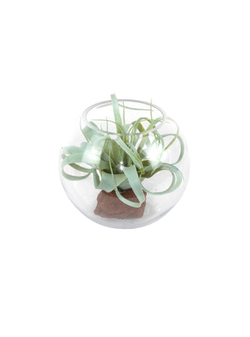 TILLANDSIA EM VIDRO PQ 17CM Cod: A6924