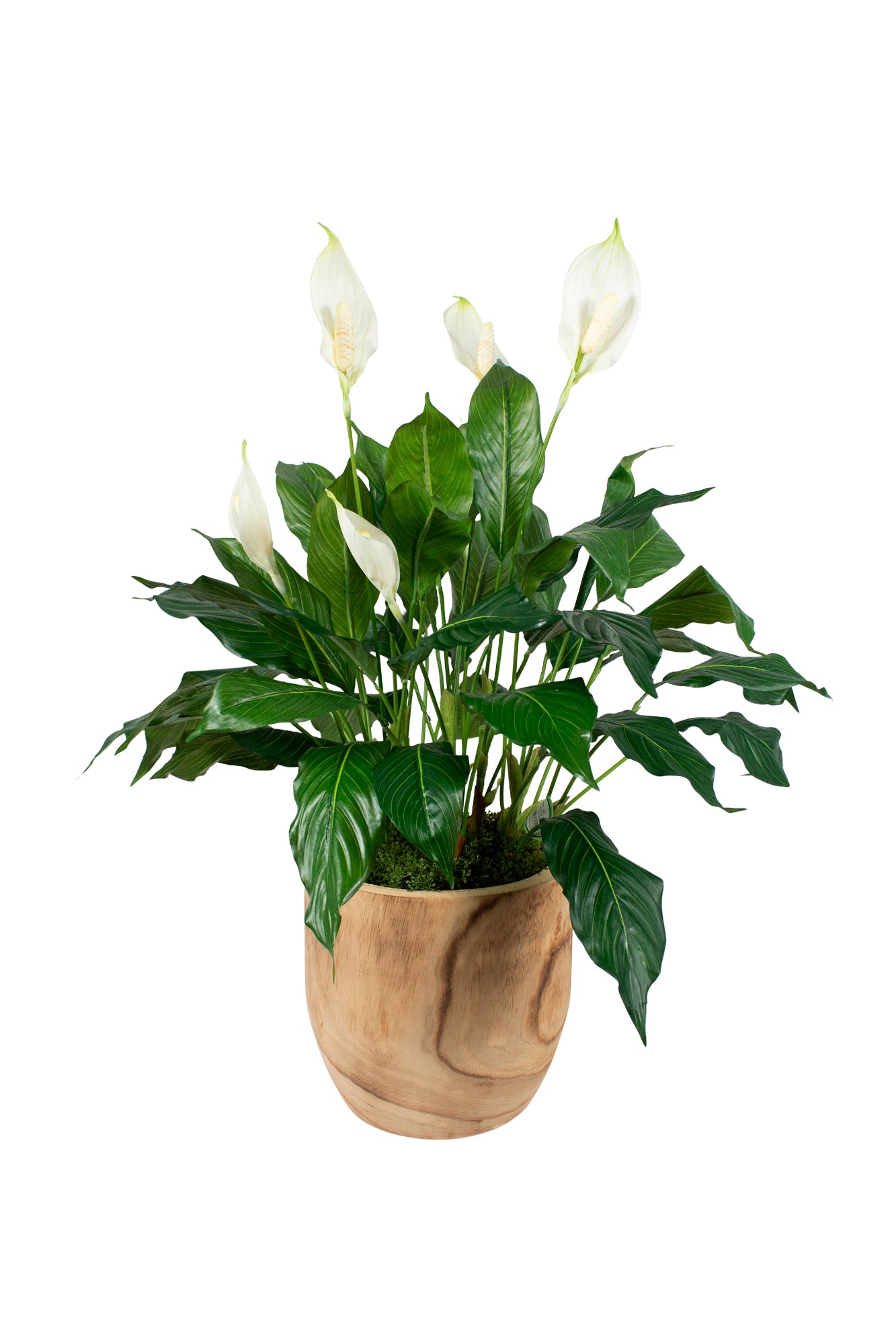LÍRIOS DA PAZ EM VASO DE MADEIRA, 75CM Cod: A6934