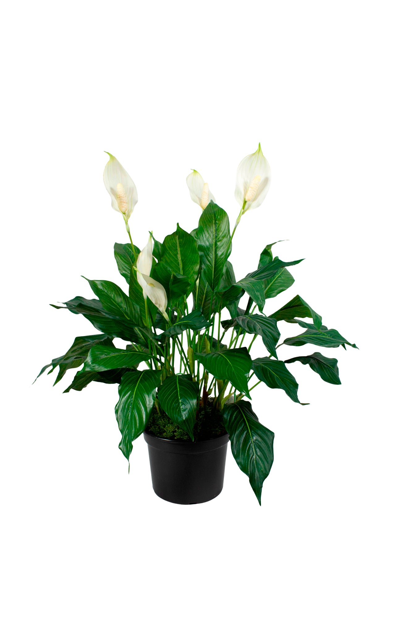 LÍRIOS DA PAZ EM POTE PVC 70CM Cod: A6934PT