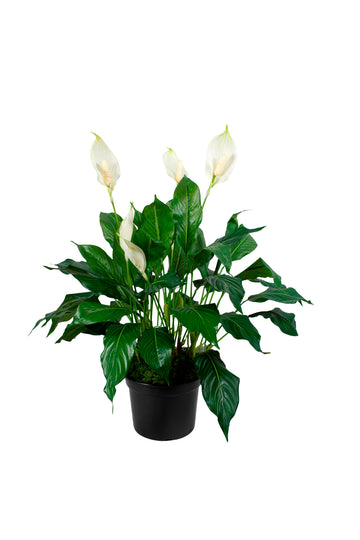 LÍRIOS DA PAZ EM POTE PVC 70CM Cod: A6934PT