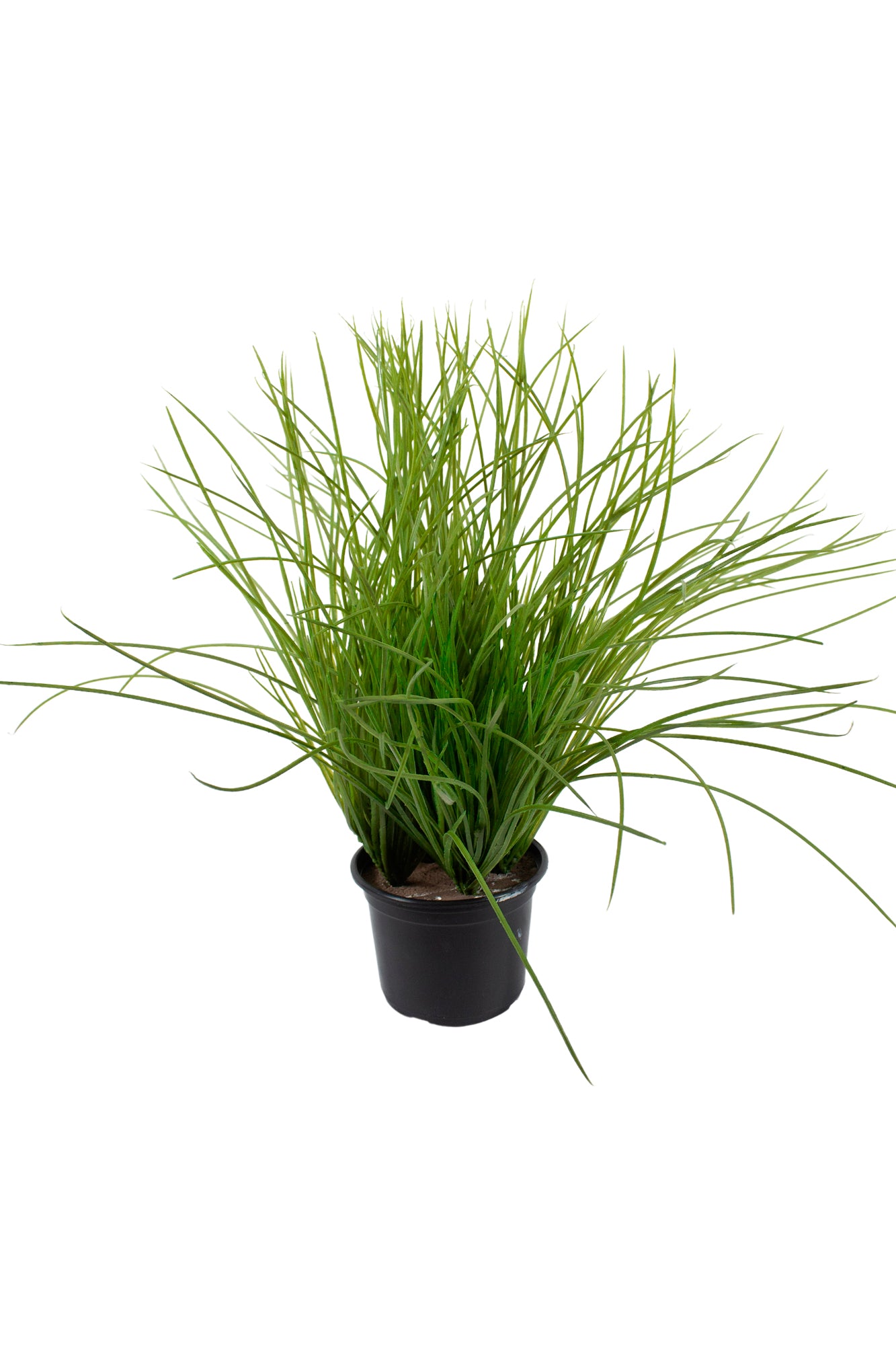 CAPIM LIMÃO EM POTE PVC 46CM Cod: A6937