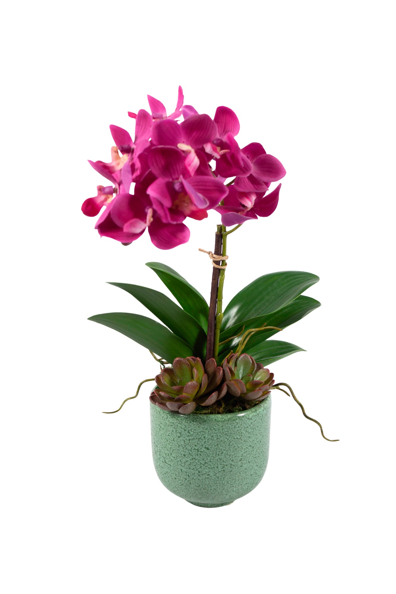 PHALAENOPSIS FU EM VASO DE CER, 35CM Cod: A6940