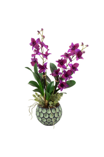 DENDROBIUM FU EM CER, 50CM Cod: A6941