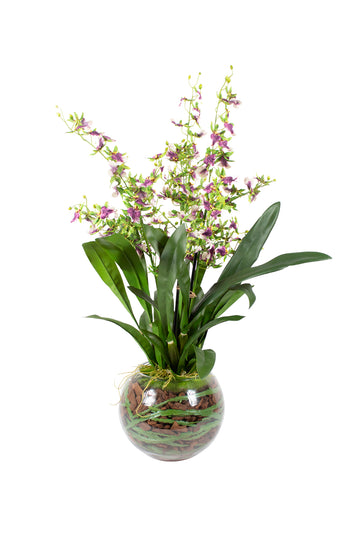 ORQ. ONCIDIUM SHARRY BABY EM VIDRO 87CM Cod: A6945