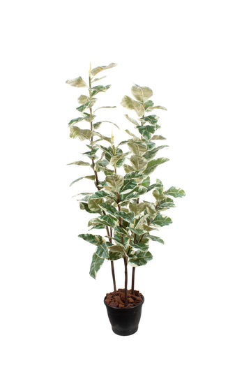 FICUS ELÁSTICA TINEKE 160CM Cod: A6950