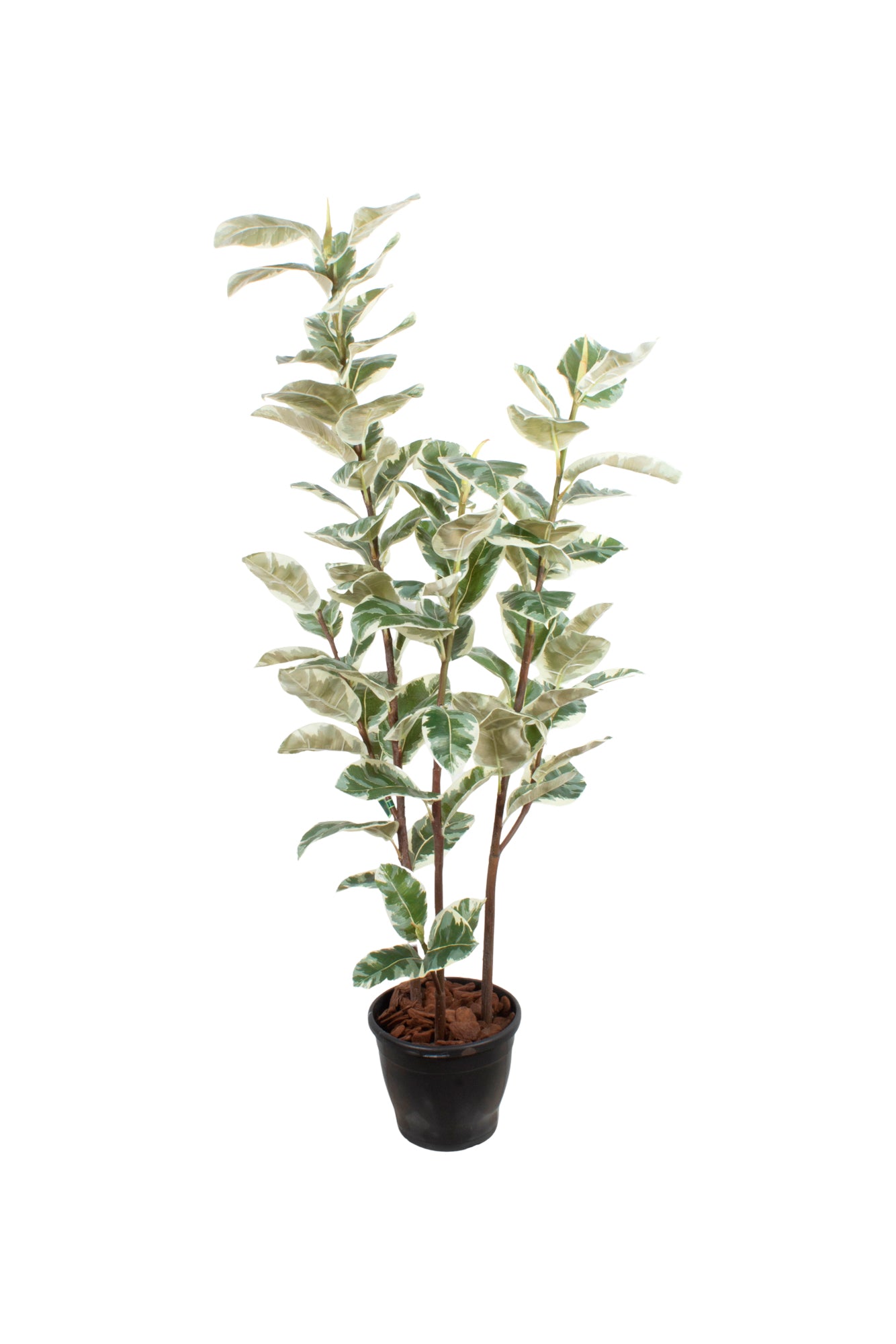 FICUS ELASTICA TINEKE 150CM Cod: A6951