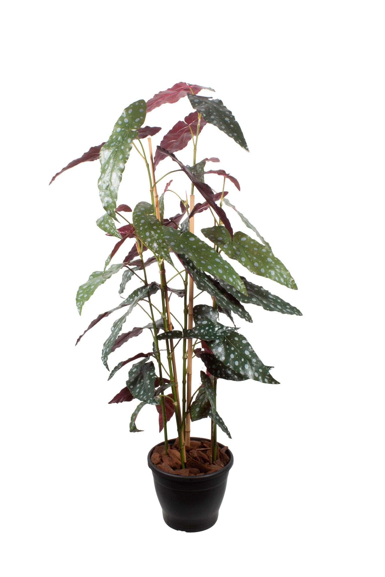 BEGONIA MACULATA EM POTE 120CM Cod: A6952