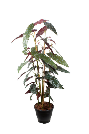 BEGONIA MACULATA EM POTE 120CM Cod: A6952