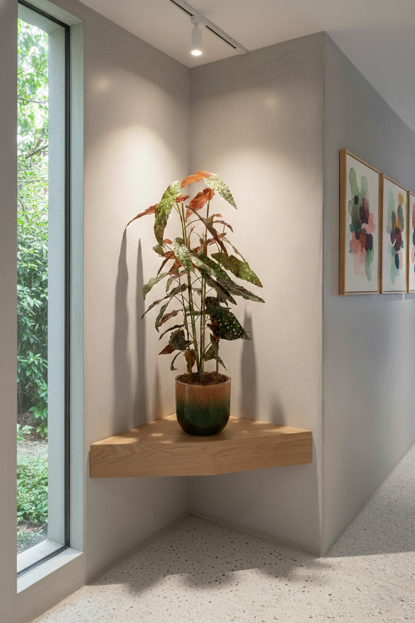 BEGONIA MACULATA EM POTE 120CM Cod: A6952