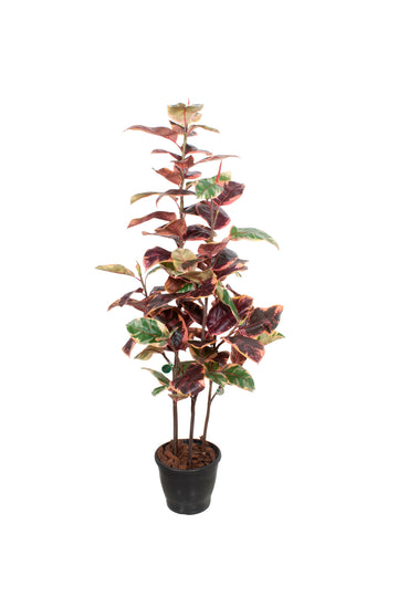 FICUS ELASTICA RUBI X3 EM VPP 140CM Cod: A6956