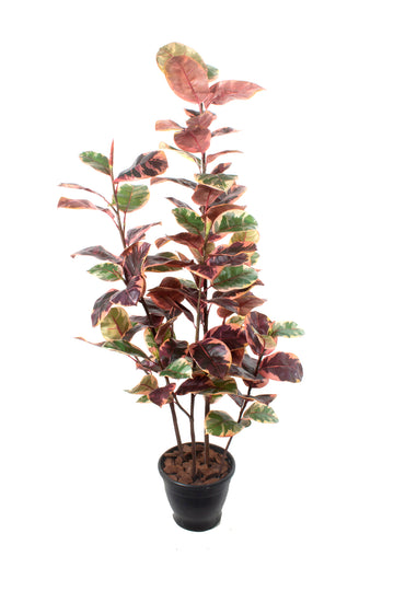 FICUS ELASTICA RUBI X4 140CM Cod: A6957