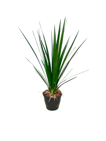 FORMIUM ARBUSTO EM POTE PVC 100CM Cod: A6959