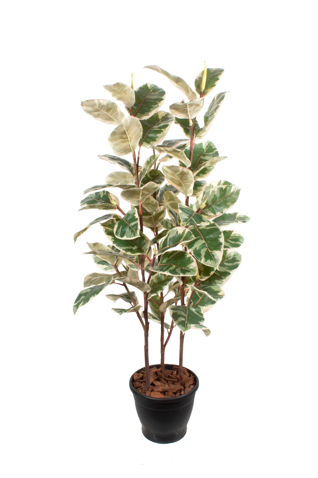 FICUS ELÁSTICA RUBY CLARO X3, 120CM Cod: A6965