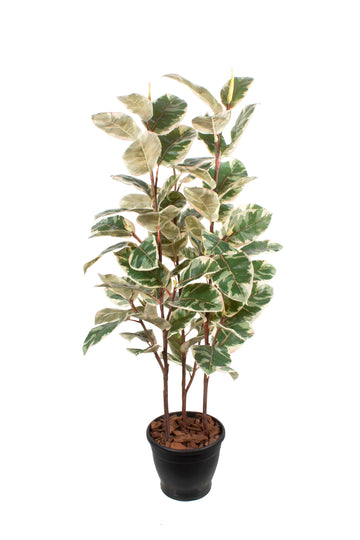 FICUS ELÁSTICA RUBY CLARO X3, 120CM Cod: A6965