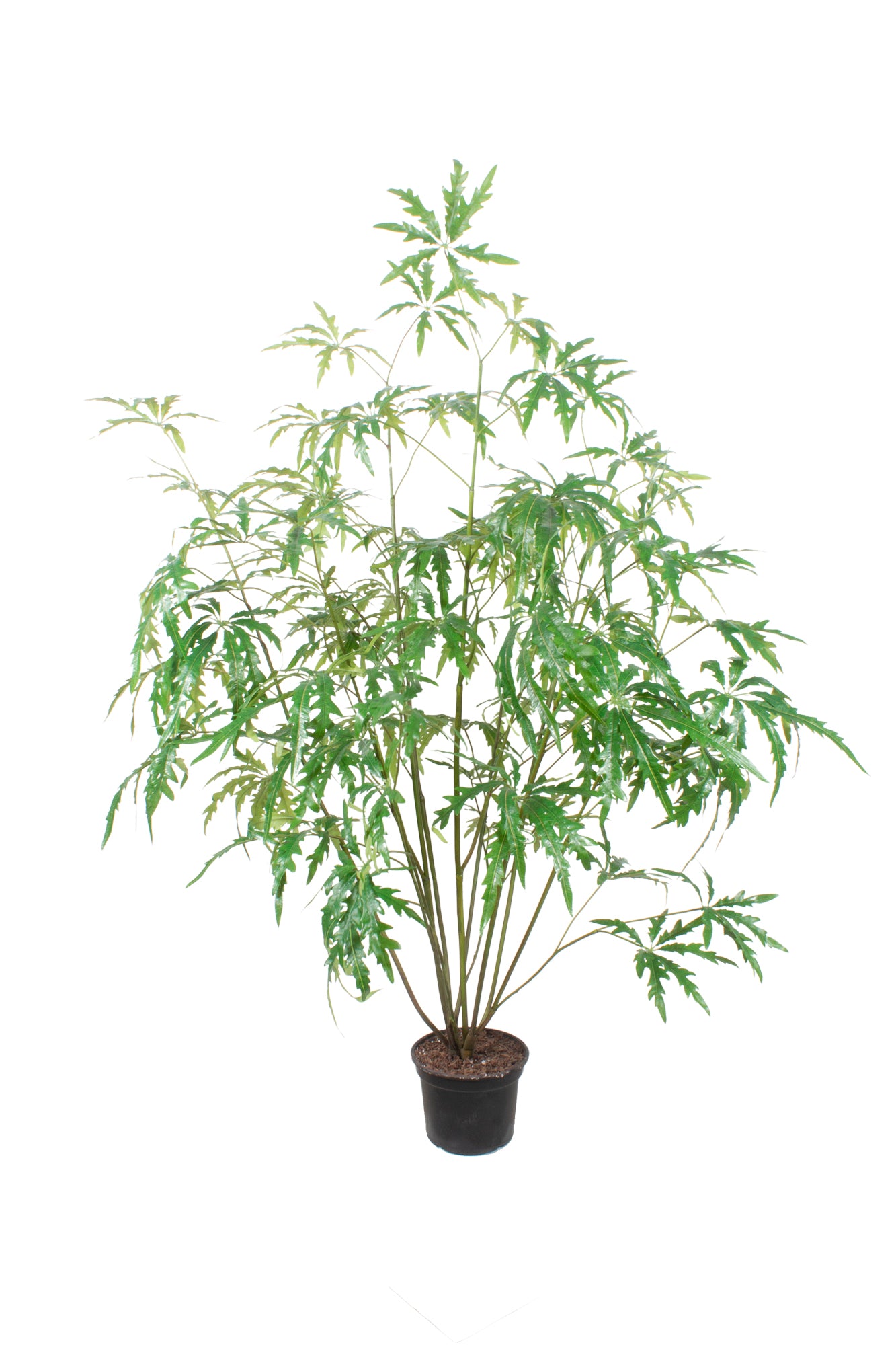 CANABIS CHEFLERA DUPLA, 140CM Cod: A6966