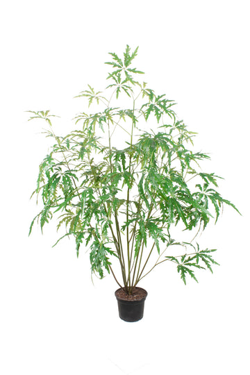 CANABIS CHEFLERA DUPLA, 140CM Cod: A6966