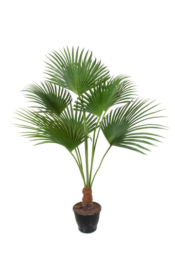 PALMEIRA LEQUE X8, 140CM Cod: A6967