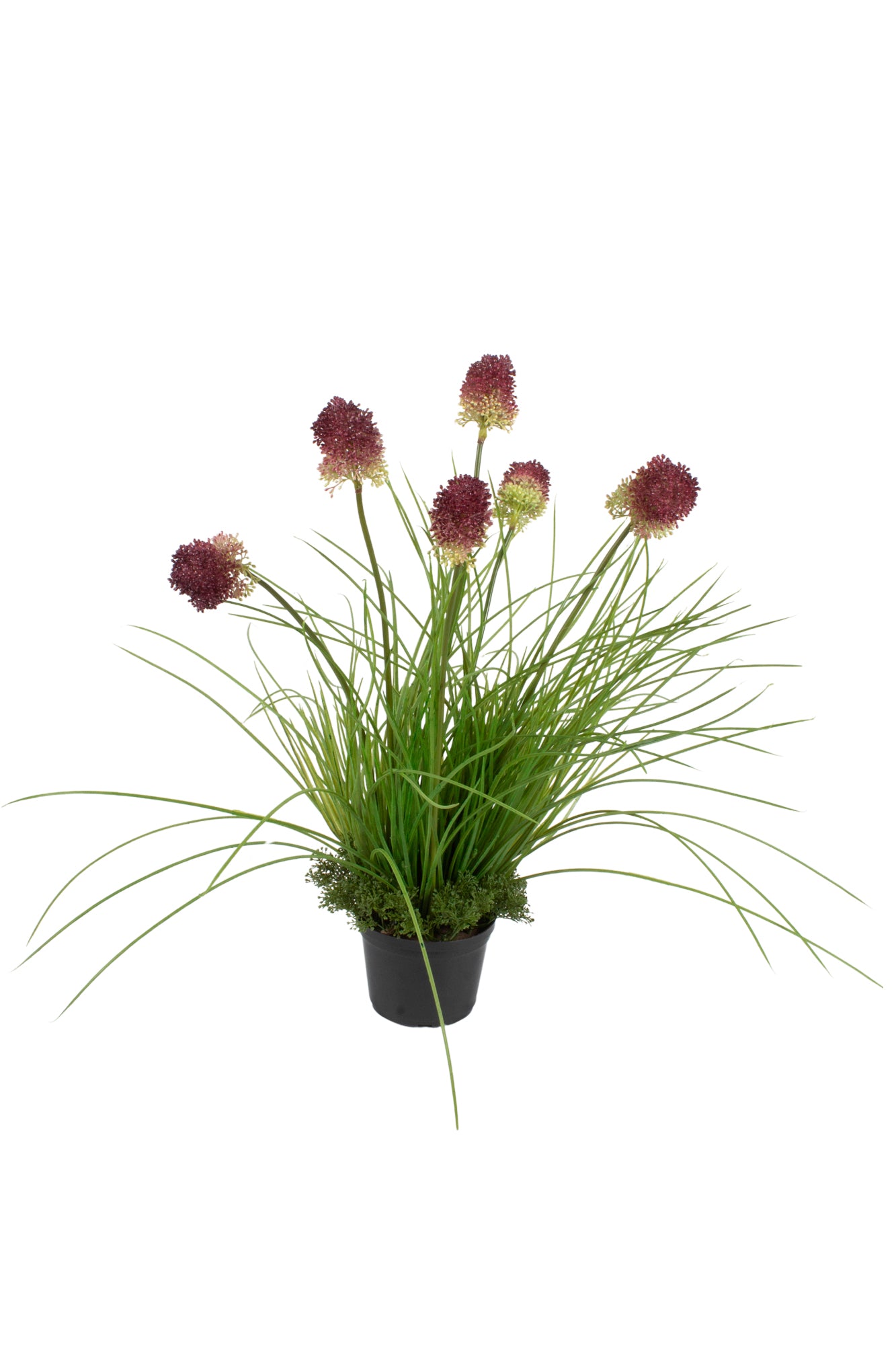 ALHO PORO VI / CAPIM EM POTE PVC 57CM Cod: A6969