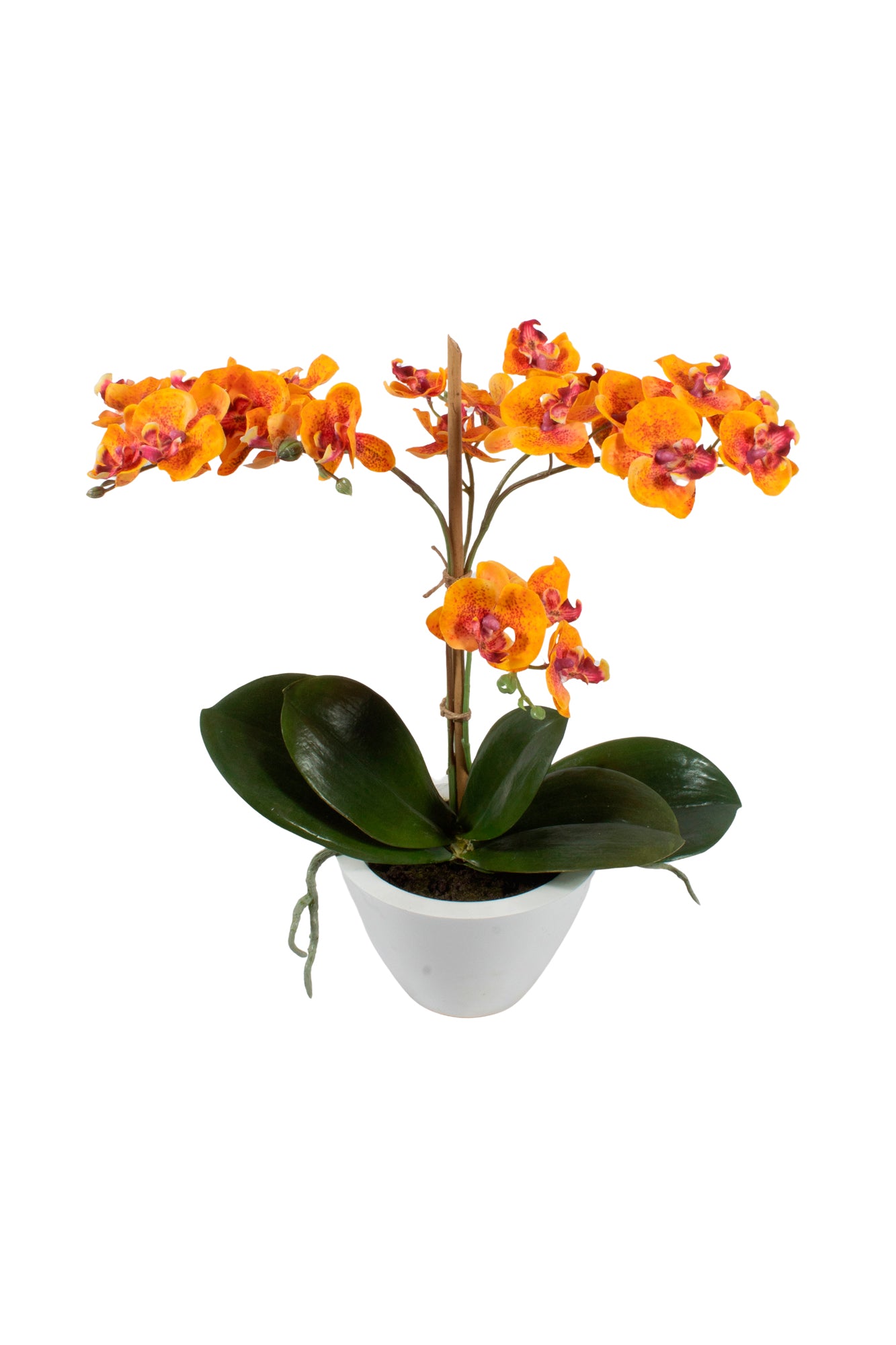 ORQ. PHALAENOPSIS AL EM CACHEPOT BR, 40CM. Cod: A6970