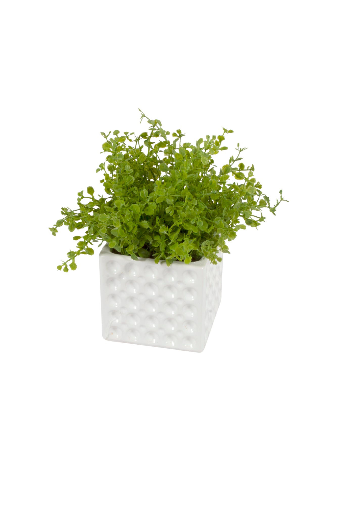 DINHEIRO EM PENCA EM CER, 22CM Cod: A6972