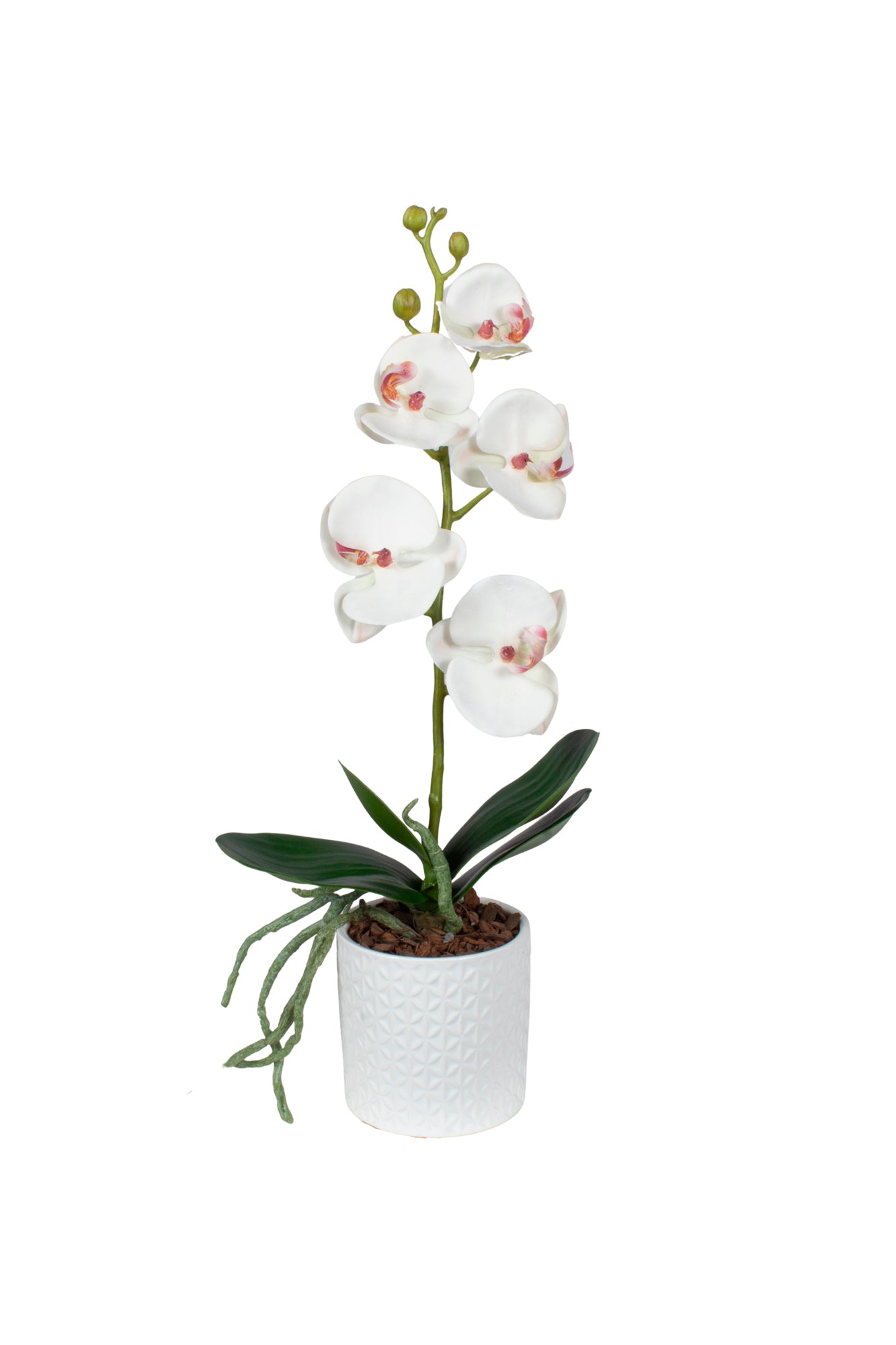 ORQ. PHALAENOPSIS BCA EM CER 40CM Cod: A6974