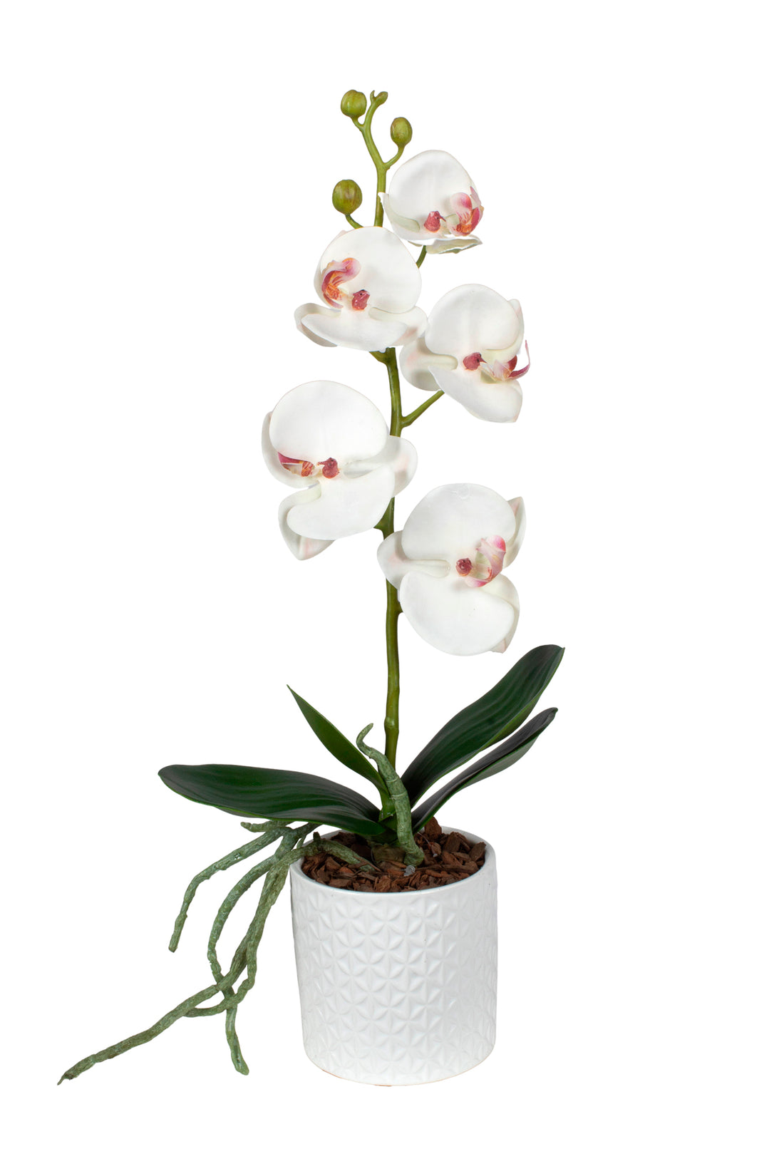 ORQ. PHALAENOPSIS BCA EM CER 40CM Cod: A6974