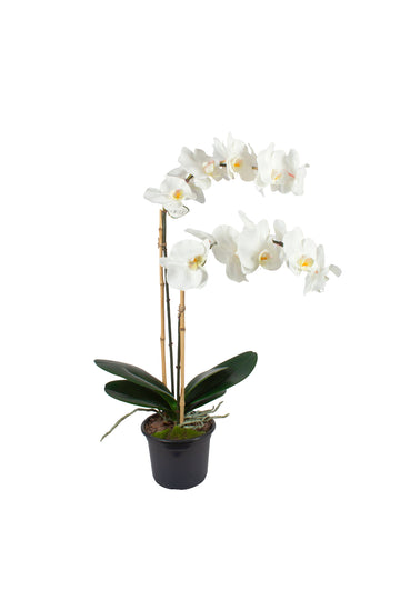 ORQ. PHALAENOPSIS TN X2 BR EM POTE PVC, 72CM Cod: A6977BR