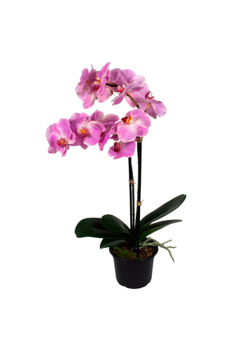 ORQ. PHALAENOPSIS TN X2 LV EM POTE PVC 72CM Cod: A6977LV