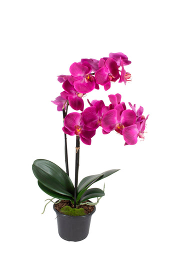 ORQ. PHALAENOPSIS TN X2 FU EMPOTE PVC 72CM Cod: A6977FU