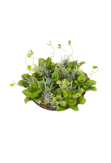 JARDIM DE SUCULENTAS EM VPP 41CM DE DIAM. Cod: A6978