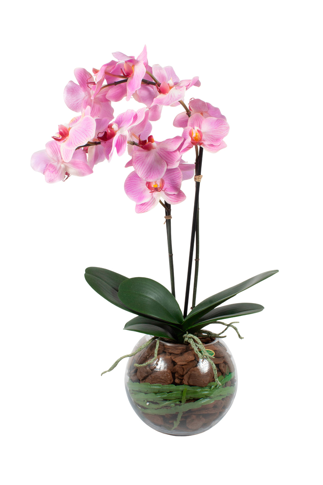 ORQ. PHALAENOPSIS TN X2 LV EM VIDRO 70CM Cod: A6979LV