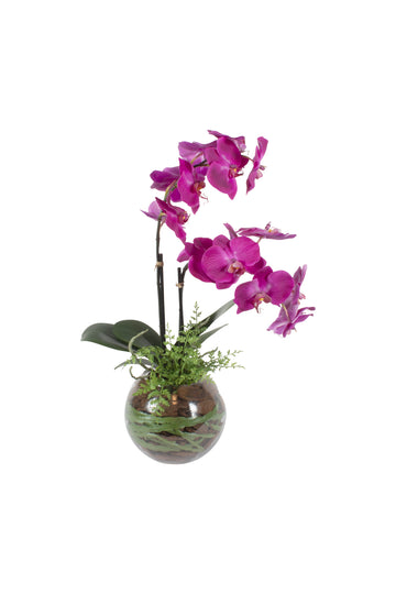 ORQ. PHALAENOPSIS TN X2 FU EM VIDRO 70CM Cod: A6979FU