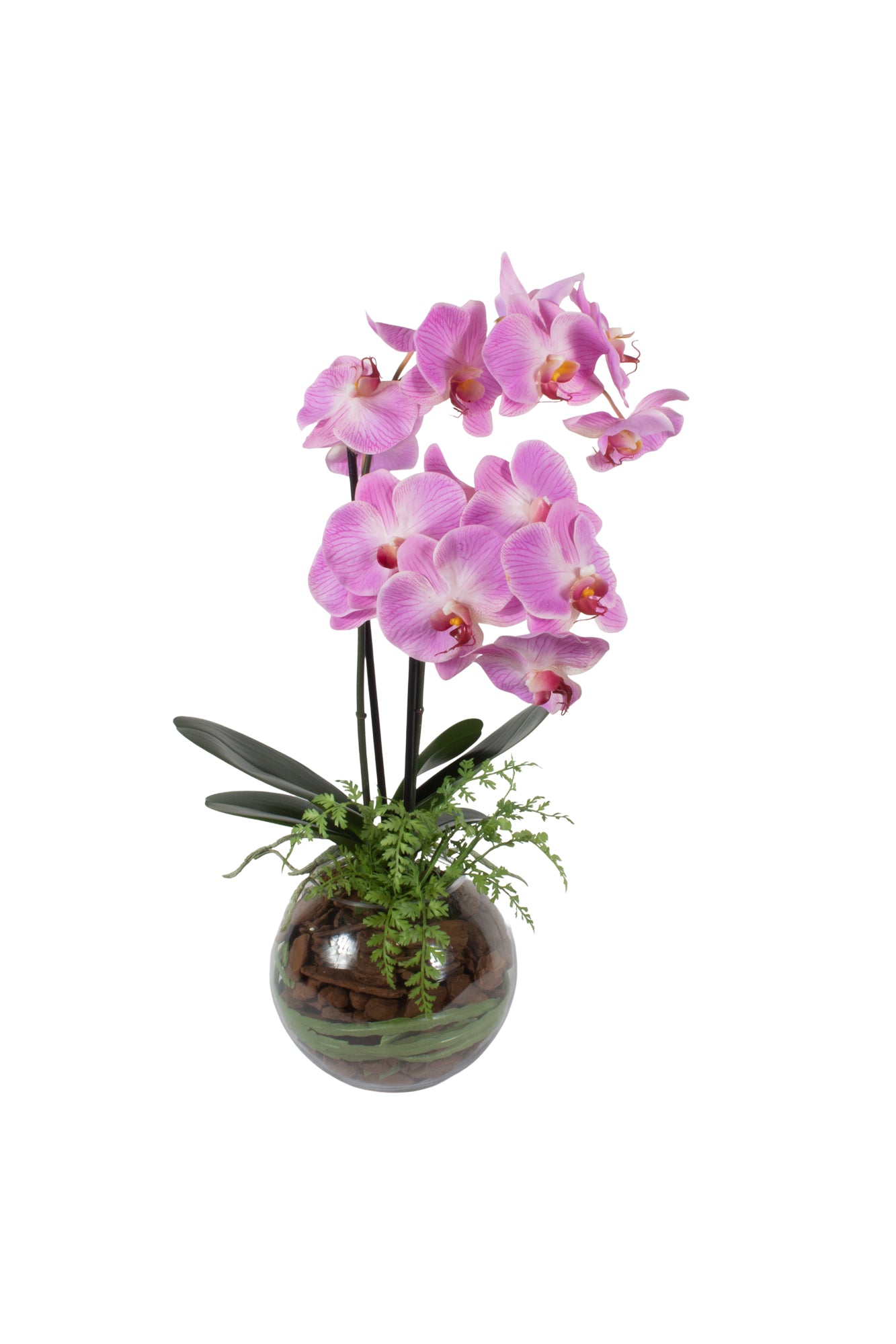 ORQ. PHALAENOPSIS TN X2 LV EM VIDRO 70CM Cod: A6979LV