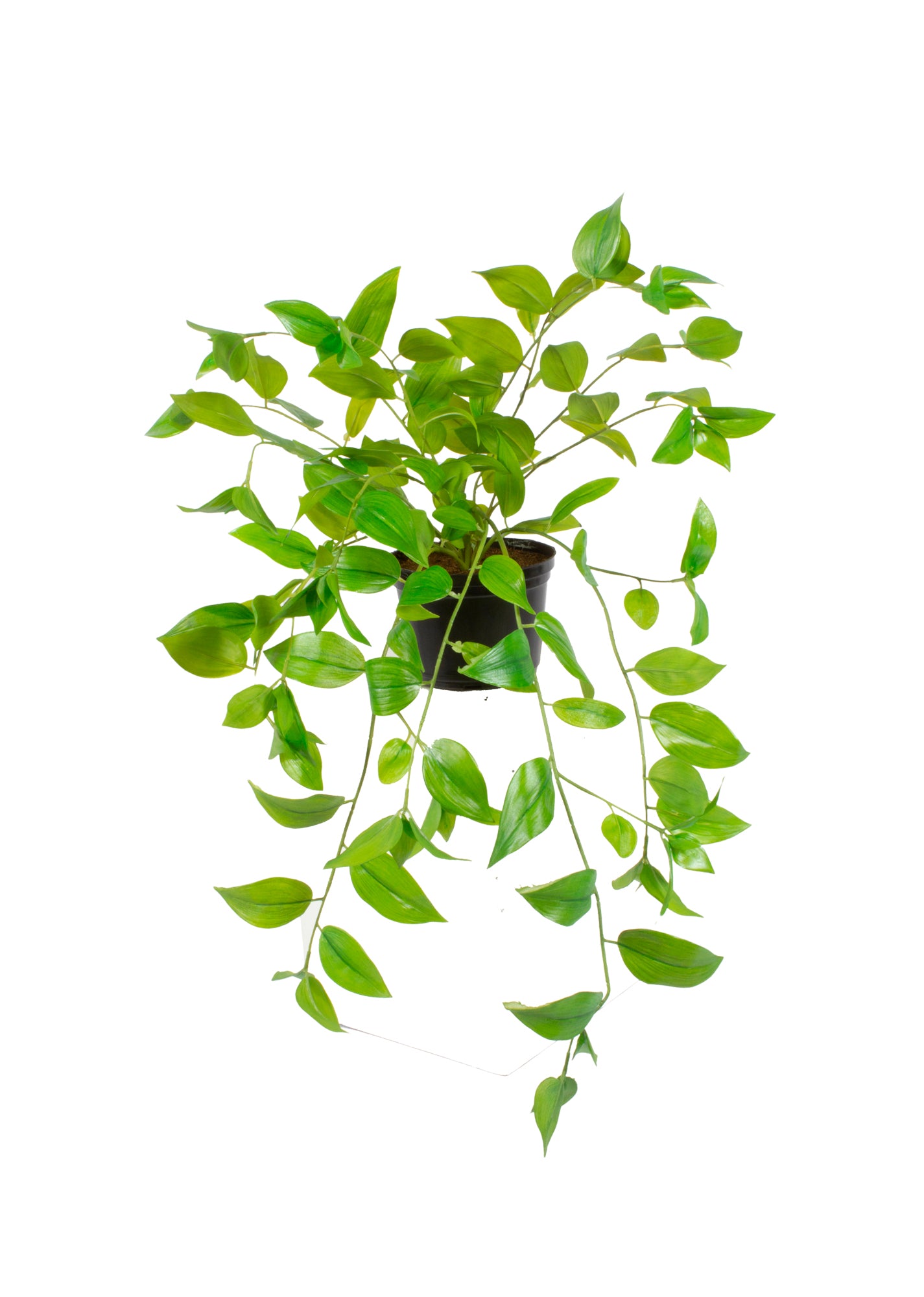 ZEBRINA EM VPP Cod: A6981