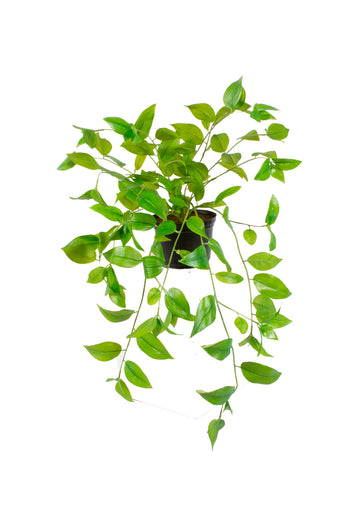 ZEBRINA EM VPP Cod: A6981