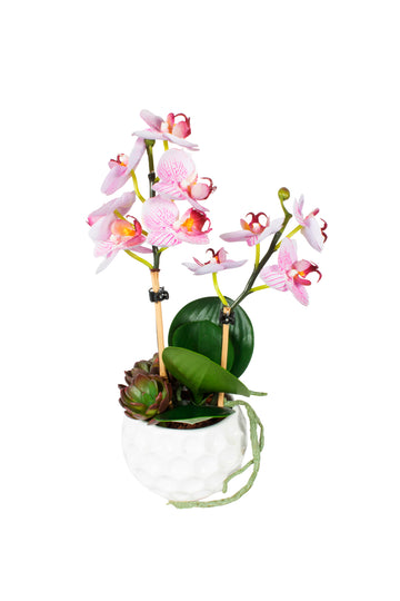 ORQ. PHALAENOPSIS MINI RO/ SUC 35CM Cod: A6984