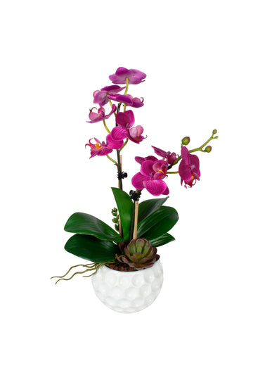 ORQ. PHALAENOPSIS MIMI FU/SUC, 40CM Cod: A6985