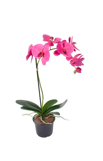 ORQ. PHALAENOPSIS FU X1 EM VPP, 70CM Cod: A6987