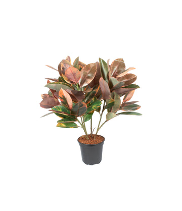 ARBUSTO FICUS ELASTICA RUBI, 65CM Cod: A6991