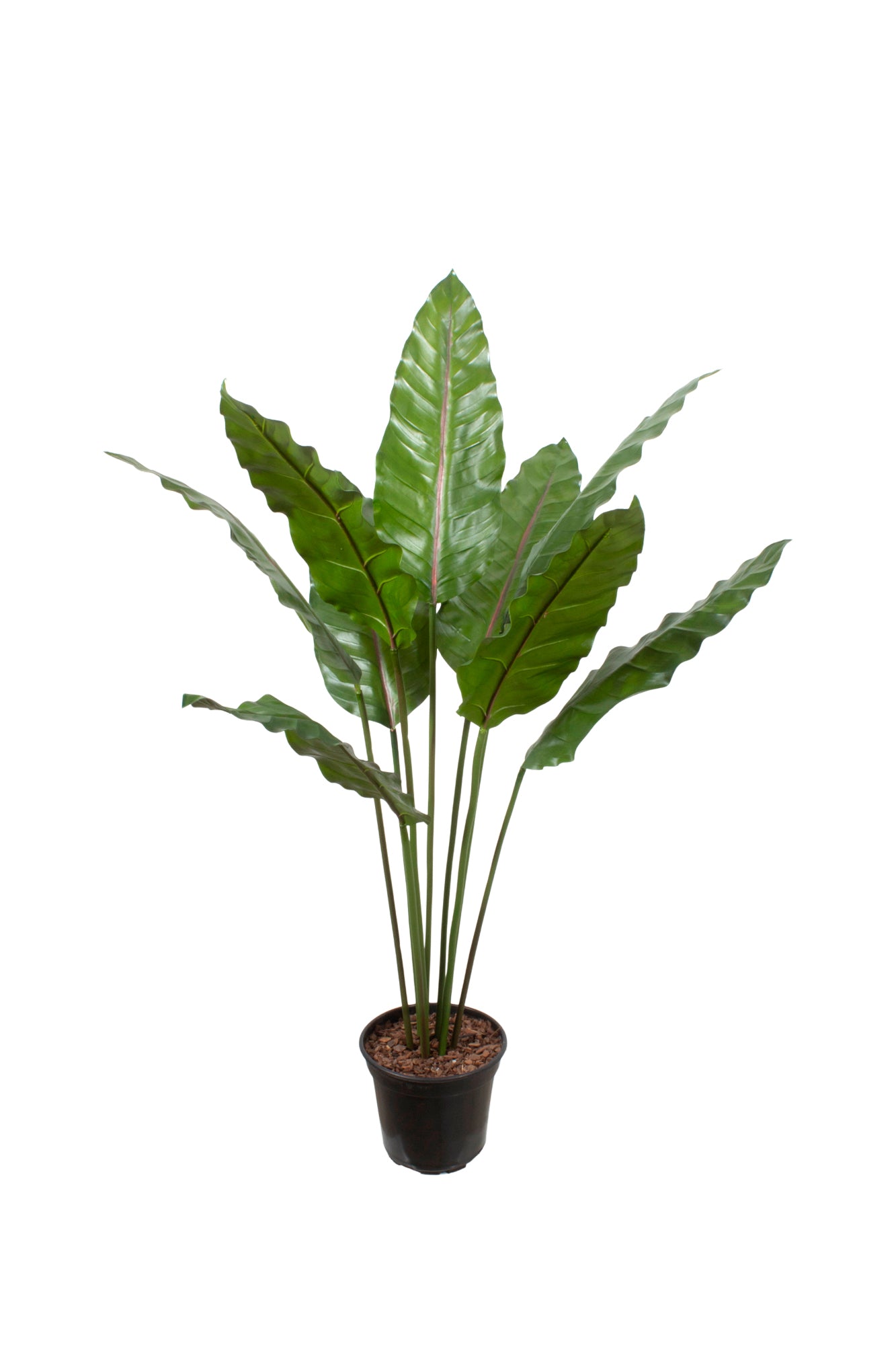 ESTRELITZA FOLHAGEM EM POTE, 100CM Cod: A6992